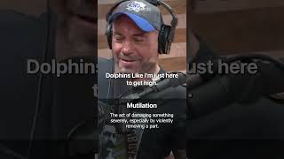 Dolphins Use Pufferfish To Get High