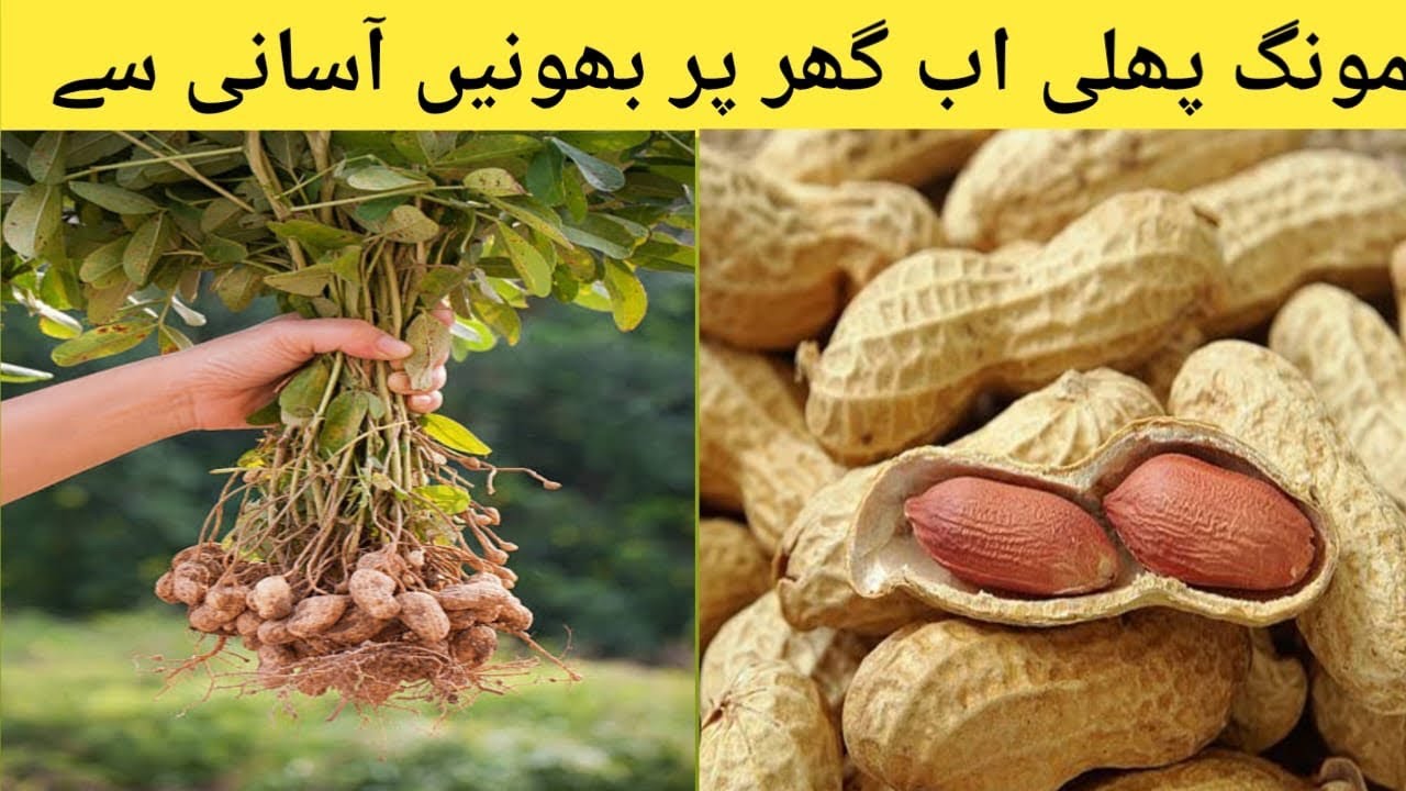مونگ پھلیpeanut بھونیں اب بہت آسان طریقے سے