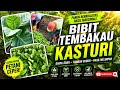 ✅ Recomended‼️ Bibit Tembakau Kasturi #petanimuda #petani #pertanian #kebun #fypシ゚viral #farming