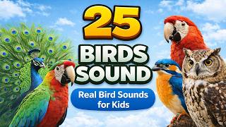 25 Birds Sound 🐦 | Real Bird Sounds for Kids