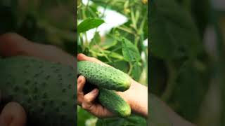 I Segreti Dei Cetrioli