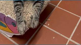 16 To The Rescue Sneak Peek: Cal