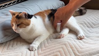 三毛猫】お腹はつままれても平気なミケ（2026年6月8日） - YouTube