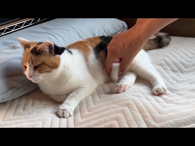 三毛猫】お腹はつままれても平気なミケ（2026年6月8日） - YouTube