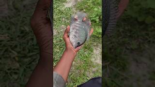 ഇതാണിപ്പോ കരിമീന്റെ അവസ്ഥ | #fishing #shorts #trending