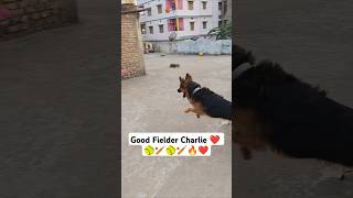 Good Fielder Charlie 🏏🥎❤️ #germanshepherd #charlie #gsd #dog #gsdpuppy #cricket