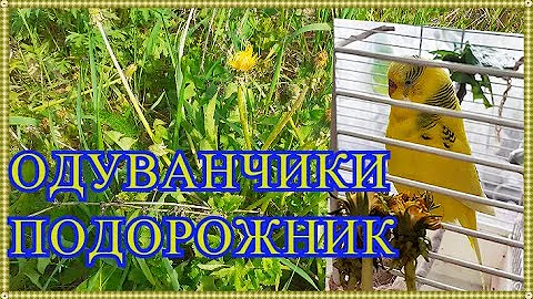 ТРАВА ДЛЯ ПОПУГАЯ. ЗЕЛЕНЬ ДЛЯ ПОПУГАЯ. Одуванчики и подорожник для попугаев. Чем полезны одуванчики?