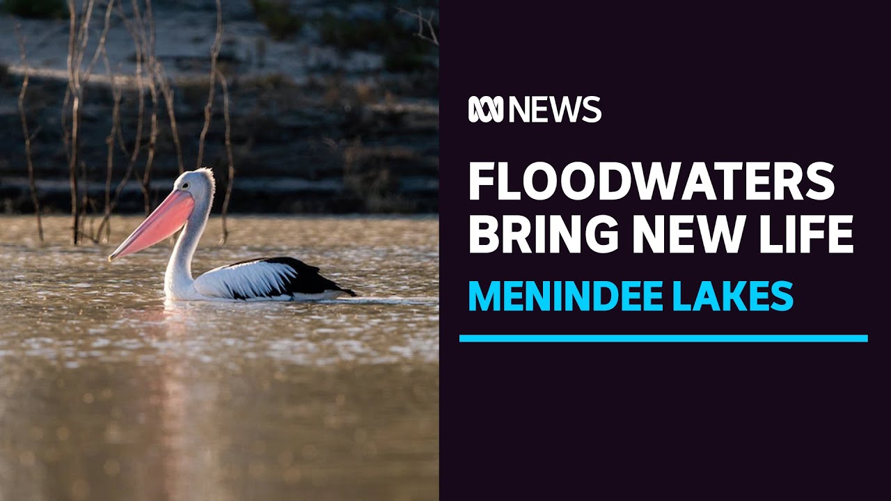 Floodwaters Bring New Life To The Menindee Lakes System Abc News Youtube