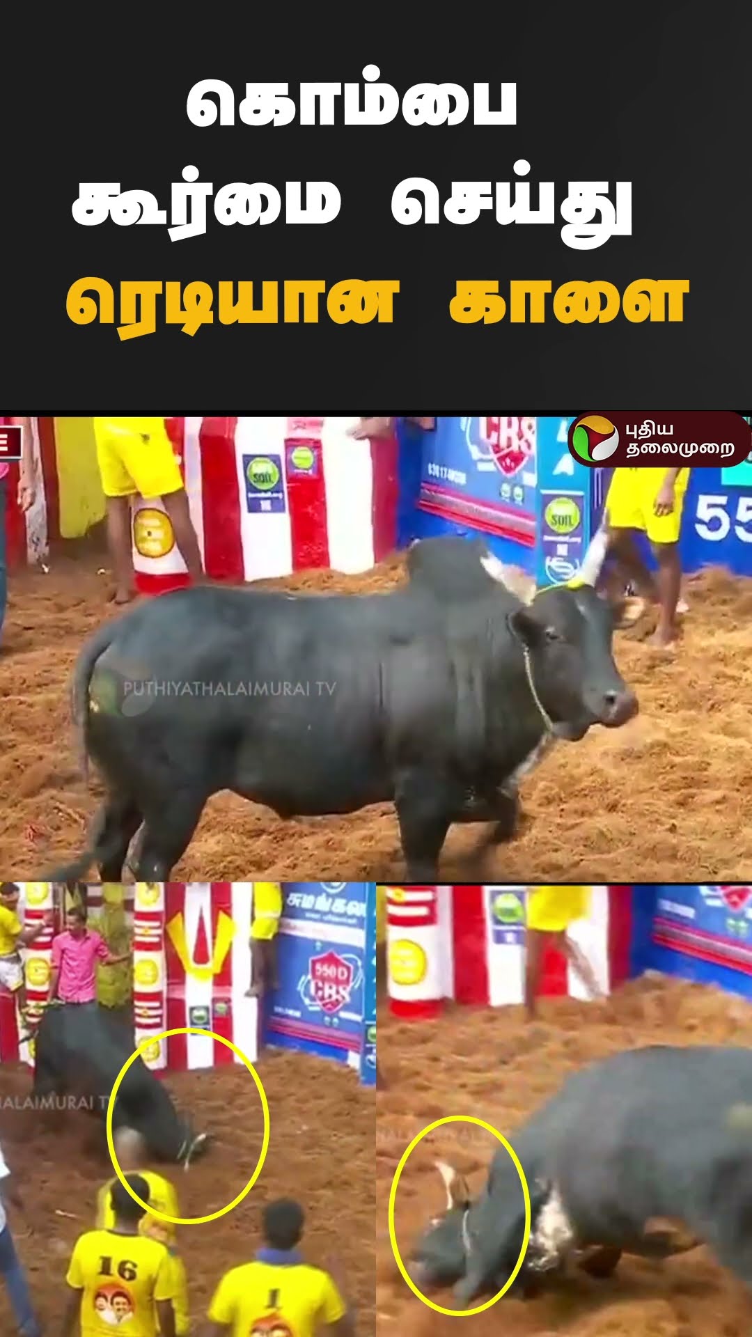 கொம்பை கூர்மை செய்து ரெடியான காளை #shorts |  | #madurai | #jallikattu2025