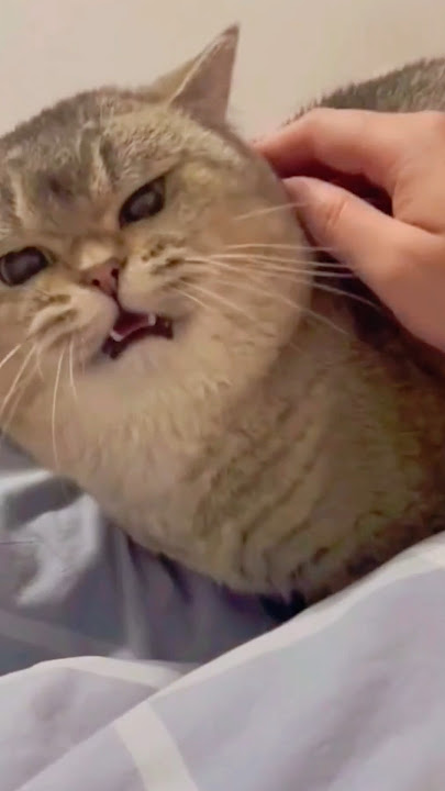 Top 5 cat meow moments 🐈