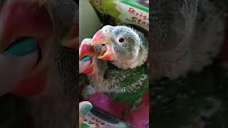 baby parrots ❤️
