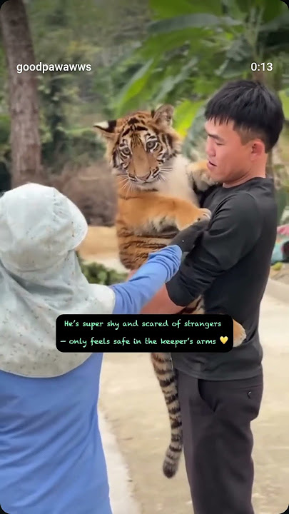 Just a shy baby tiger 🐯#tiktok #cat #tiger #trending #shorts #shortvideo #viralvideo #viralshort