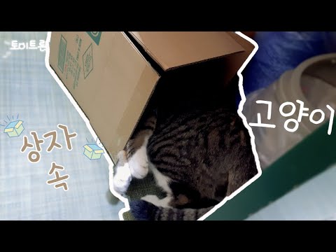 [장난감 나라의 트론이] EP. 326 상자 속 고양이