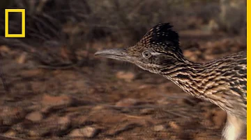 Quel est le nom de l'oiseau Bip Bip ?