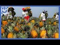 Harvesting Millions of Pineapples to make the Most Delicious Pineapple juice