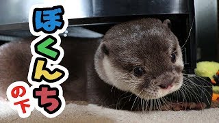 カワウソ コタロー　ぼくんちの縁の下に挟まっていたい　Kotaro the Otter likes tight spaces