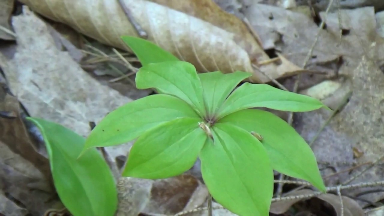 Indian Cucumber Identification - Natures trail nibble