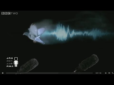 რამდენად უხმაუროდ დაფრინავენ ფრინველები - BBC-ს ექსპერიმენტი