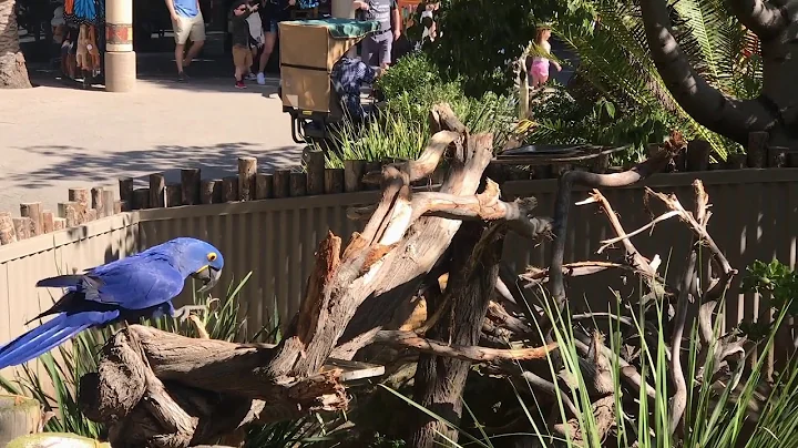 Interspecies Interactions Mediated by Technology: An Avian Case Study at the Zoo