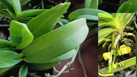 9/12 CHÂU HOA VÀNG VÀ ĐẦM LẦY CHỈ 60K 0372094157 || PHONG LAN RỪNG