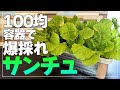 【レタスはもう買わない】サンチュが1200枚以上収穫出来る最強コンテナ水耕栽培