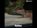 Sybau🥀💔 #theepicanimalzoo #reptiles #sybau #boba #speedy #fyp