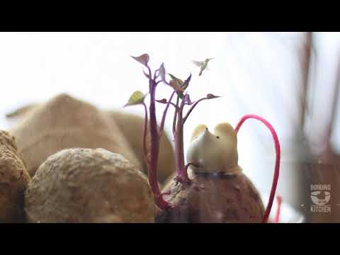 April Showers White Mouse and Hummingbird