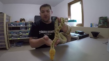 Mochino reticulated python