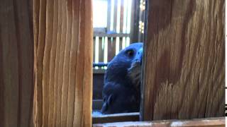 Swainson's Hawk Scream