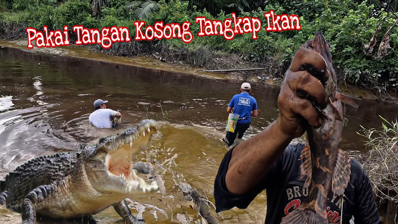 Tangkap Ikan Baung Pakai Tangan Kosong Di Sungai Sampun Ada Yang Gorgon // Yang Handal Saja Bisa…!!