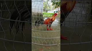 Cứu chủ 3ký anh chị chú bác đoán xem vào 4h chiều hàng ngày cảm ơn 