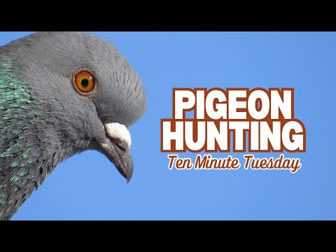 Pigeon Hunting