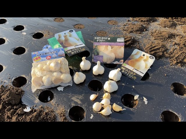 Growing White 6-Clove Garlic and Jumbo Garlic with Mulch [Luxury