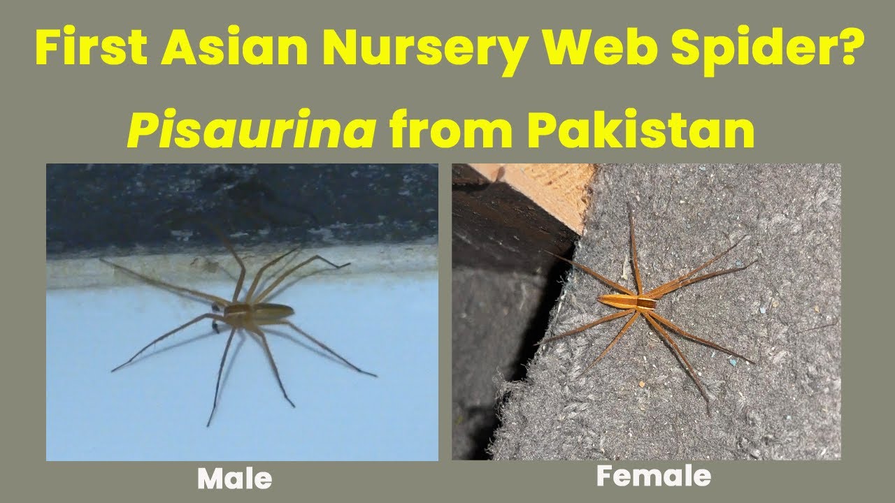 First Asian Record of a Nursery Web Spider (Pisaurina cf. brevipes) from Pakistan