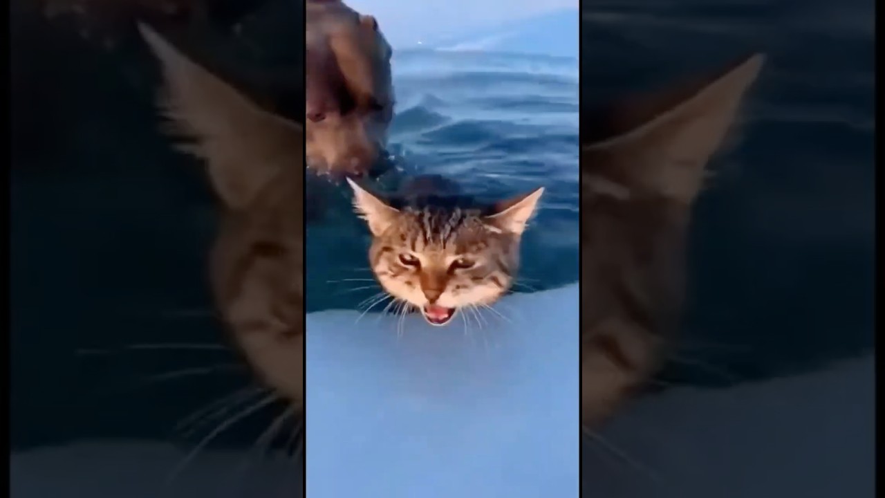 Pit Bull Saves a Trapped Tabby Kitten on the Glacier 🐶❄️🐱 