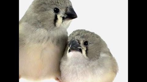 Zebra Finch |Breeding Tips and Update|