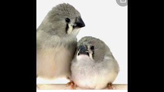 Zebra Finch |Breeding Tips and Update|