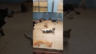 #cat #rescue