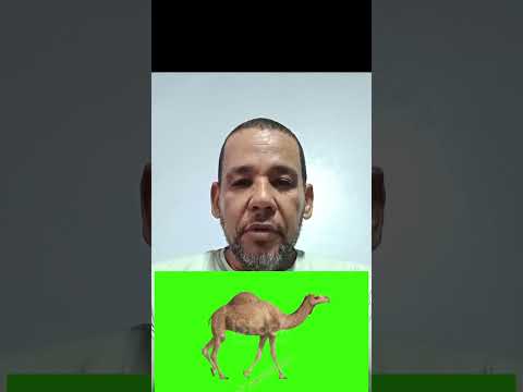 حليب الإبل علاج الالتهابات الكبدية