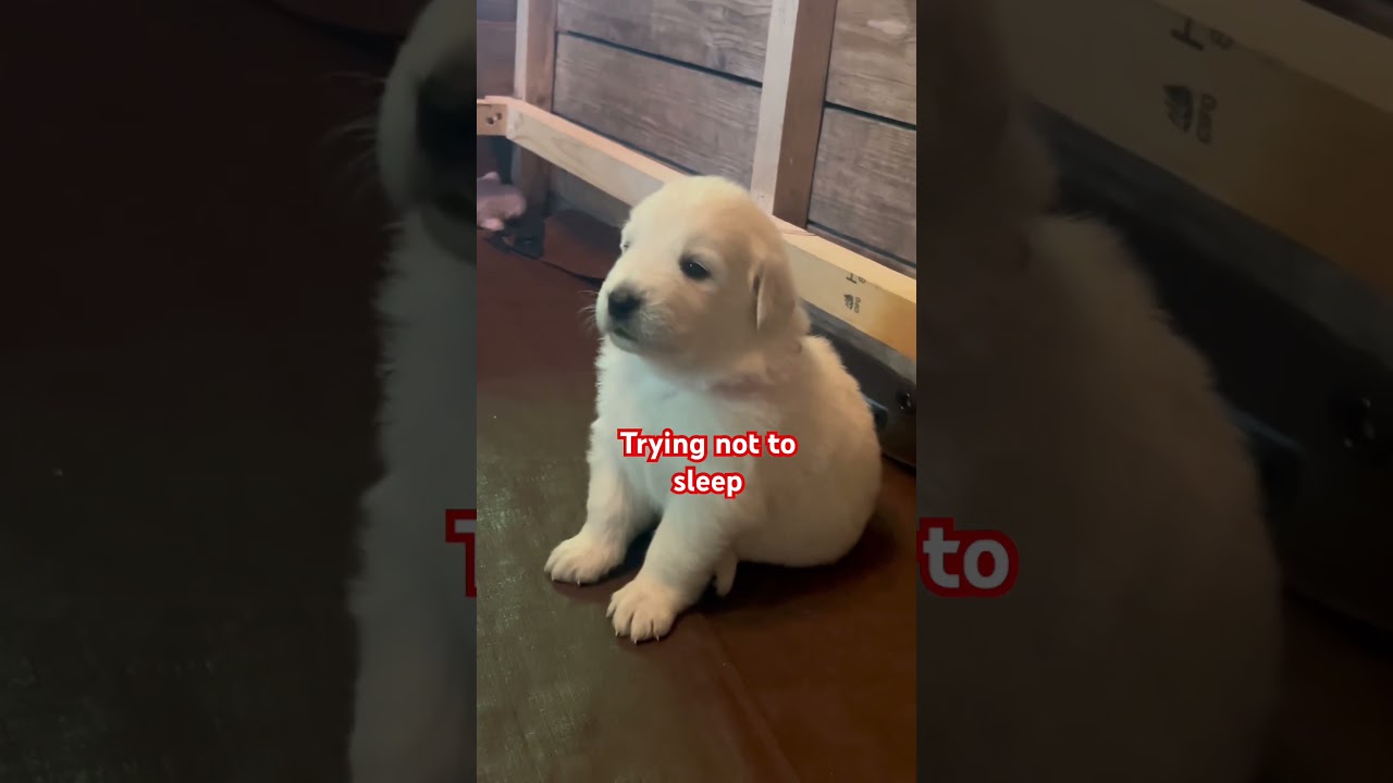 Tiny Tatra pups at play 🐾 pure joy!  