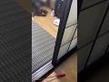 なんかほわほわ言いながら来てくれる猫 #もっち #でえだらもっち #cat #鳴き声