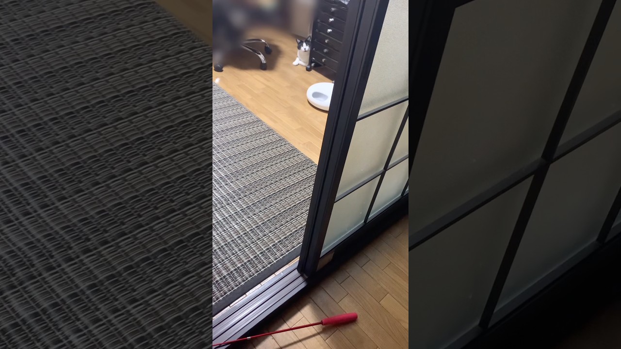 なんかほわほわ言いながら来てくれる猫 #もっち #でえだらもっち #cat #鳴き声