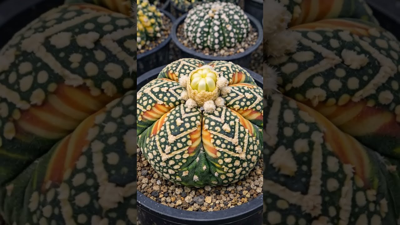 Astrophytum asterias AI Art｜