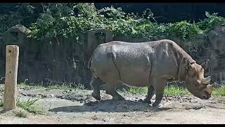 Black Rhino Enjoying Her Mud Wallow on a  Hot Day  Cincinnati Zoo