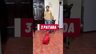 La mejor forma de defender a tu perro del 4t4qu3 de otro 😱 #perros #educacioncanina #malinois