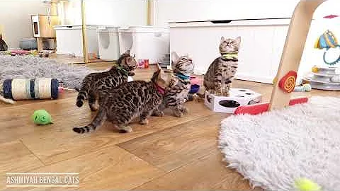 Video 4098891: bengal cats playing kitten, bengal kitten toys, happy bengal