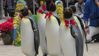 King penguin Christmas parade (Nagasaki Penguin Aquarium, Nagasaki, Japan) December 24, 2017