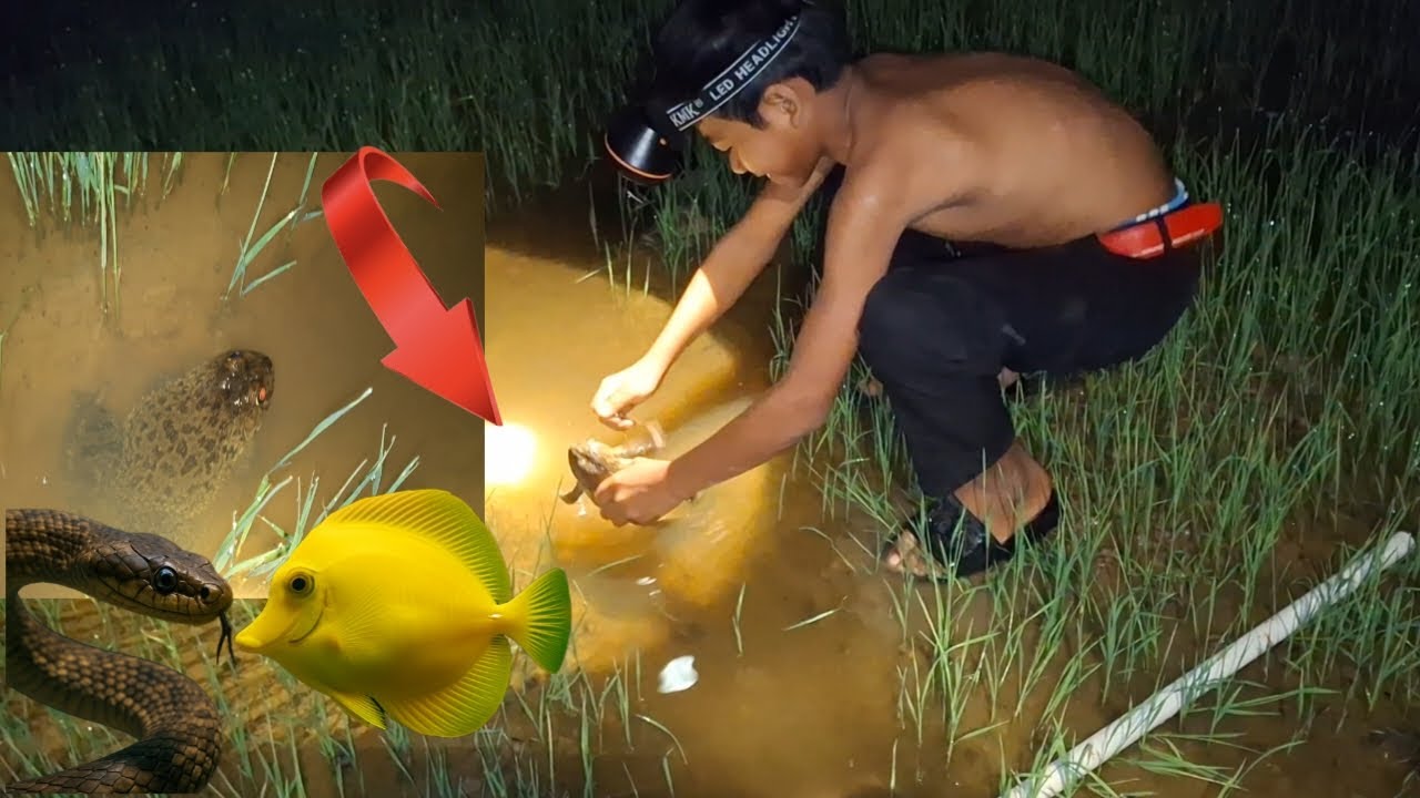 Catching frog , fish, crab, snail, eel, turtle by hand at night