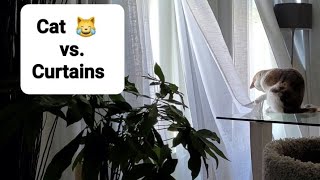 😹 DIY Cat Toys:  Cat vs Curtains 😹 by Frolicking Felines 53 views 2 months ago 44 seconds