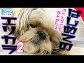 【こまった2】はじめてのエリザベスカラー生活2　シーズー犬 【大変】